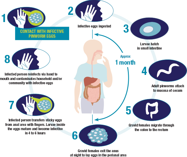 The life cycle of pinworm