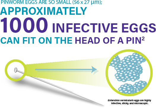 Pinworm eggs are so small; more than 1000 infective eggs would fit on the head of a pin